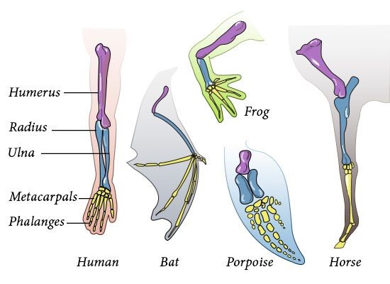 Difference between homology and homoplasy - Science Picker