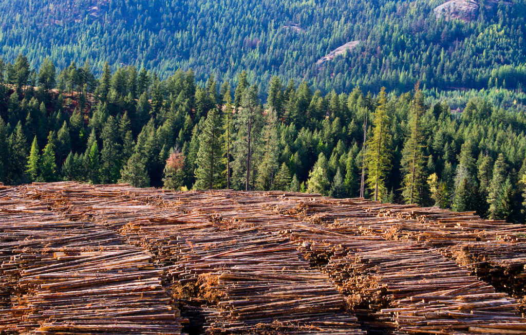 Recent Examples Of Deforestation